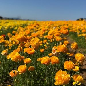 Meet your Posher, Monique